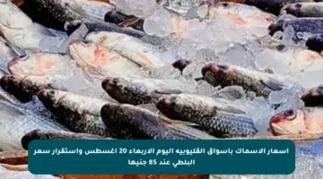 أسعار الأسماك بأسواق القليوبية اليوم الأربعاء 20 أغسطس واستقرار سعر البلطي عند 85 جنيها
